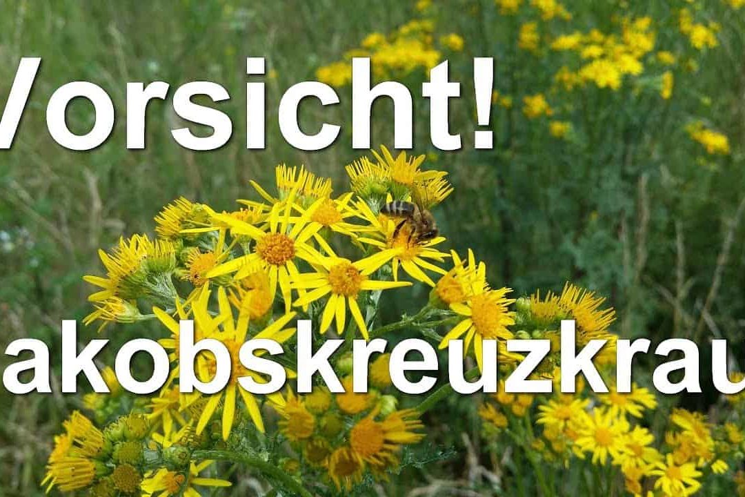 Vorsicht vor dem Jakobskreuzkraut