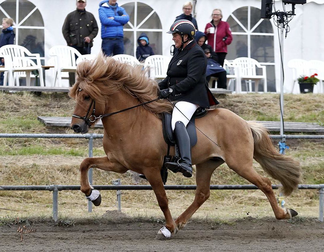 Foto Nachlese von unserem 8er Tölter Kanill