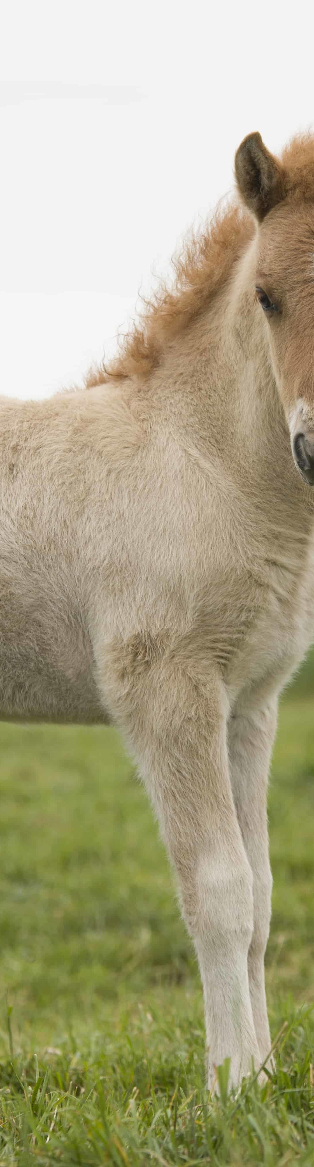 Neues Verkaufsfohlen ist Online