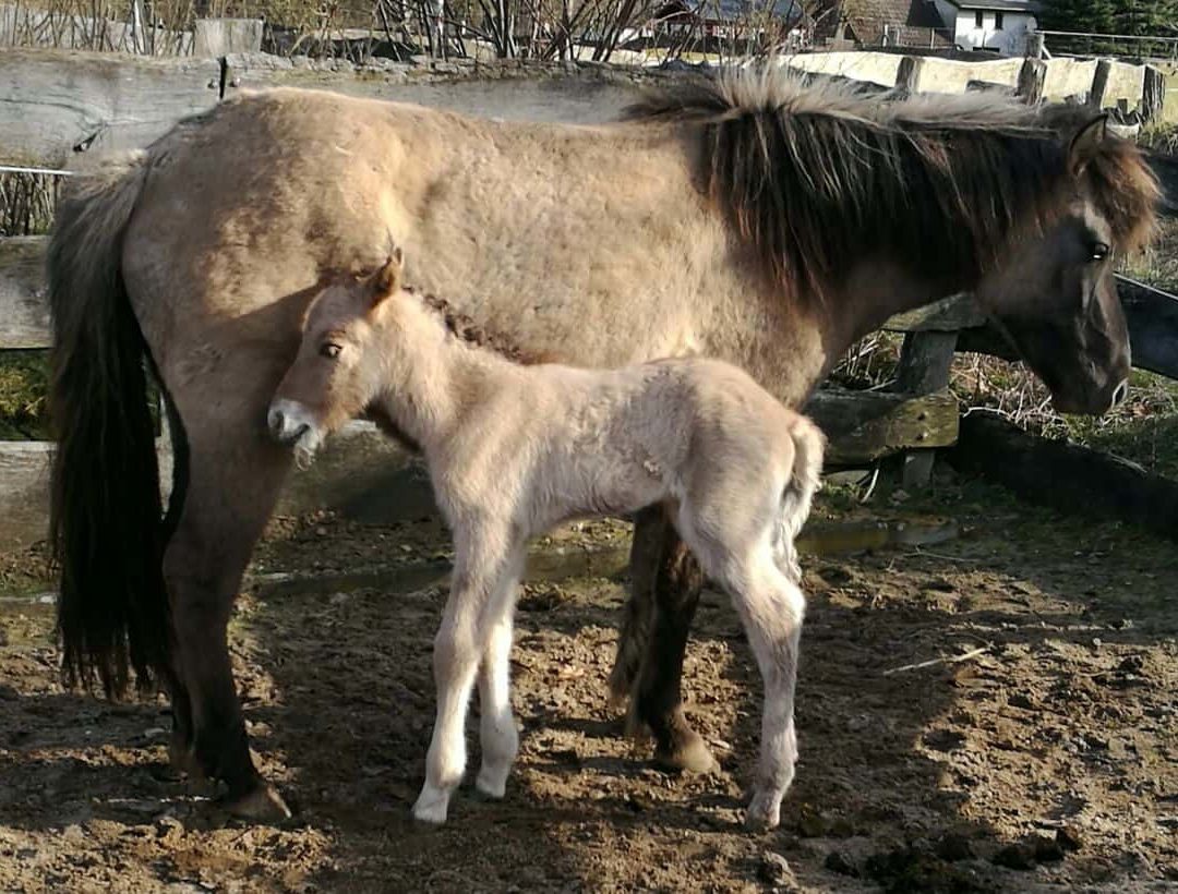 Das erste Hjalti Fohlen