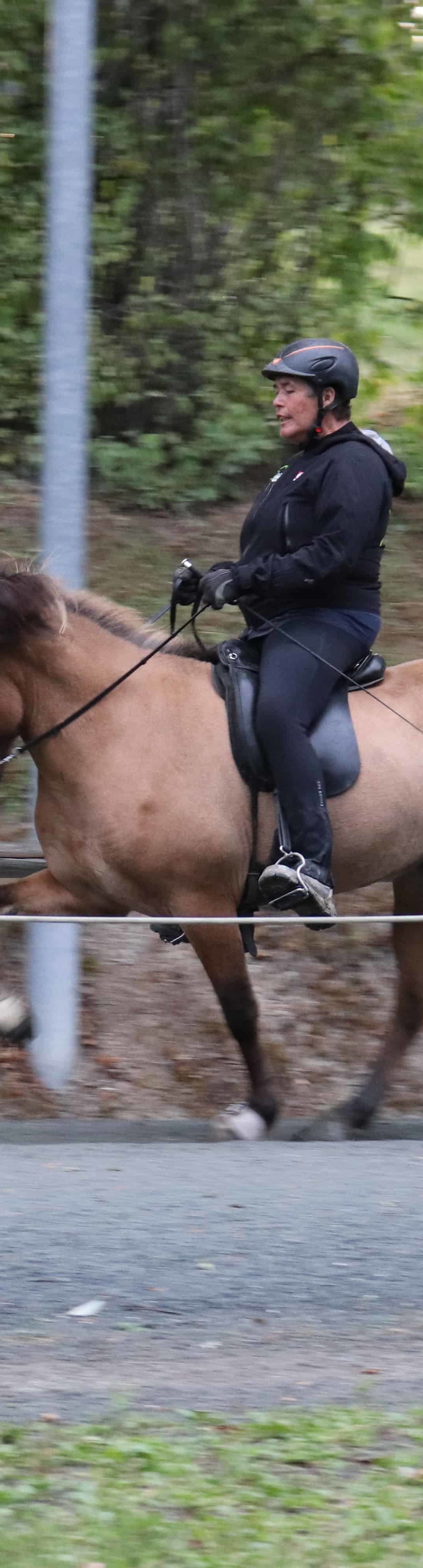 Top Viergangpartnerin zum Verkauf