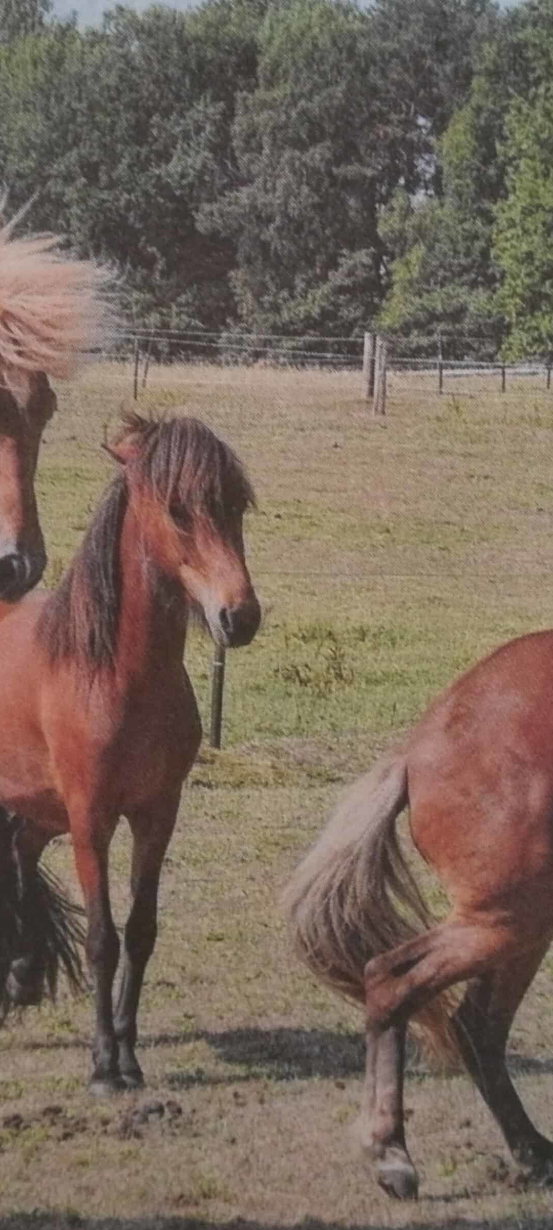 Easy Rider des Nordens