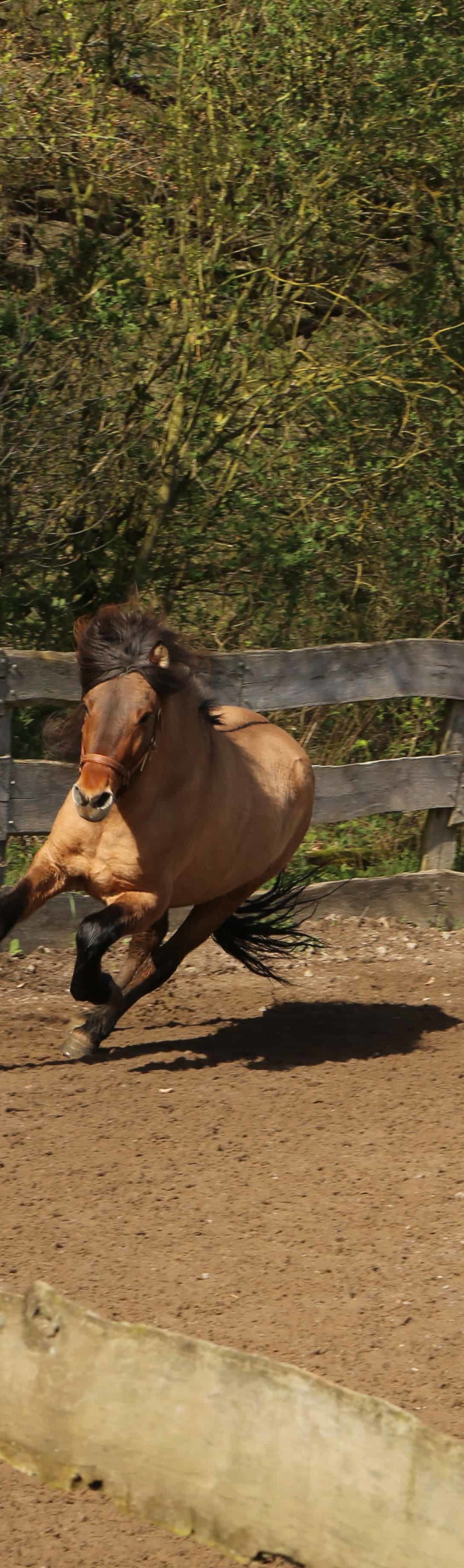 20 Jähriges Jubiläum Gallery online