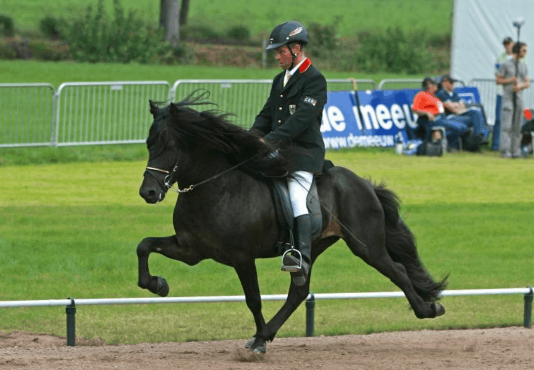 Deckhengste 2018
