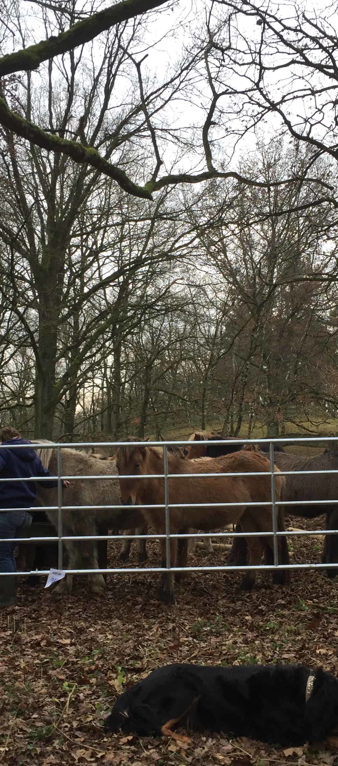 Islandpferde Action auf den Aussenweiden