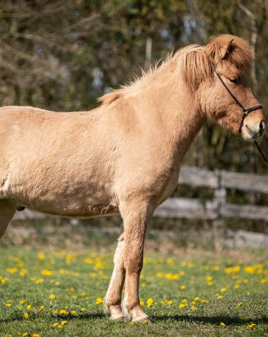Neues Verkaufspferd auf Kranichtal