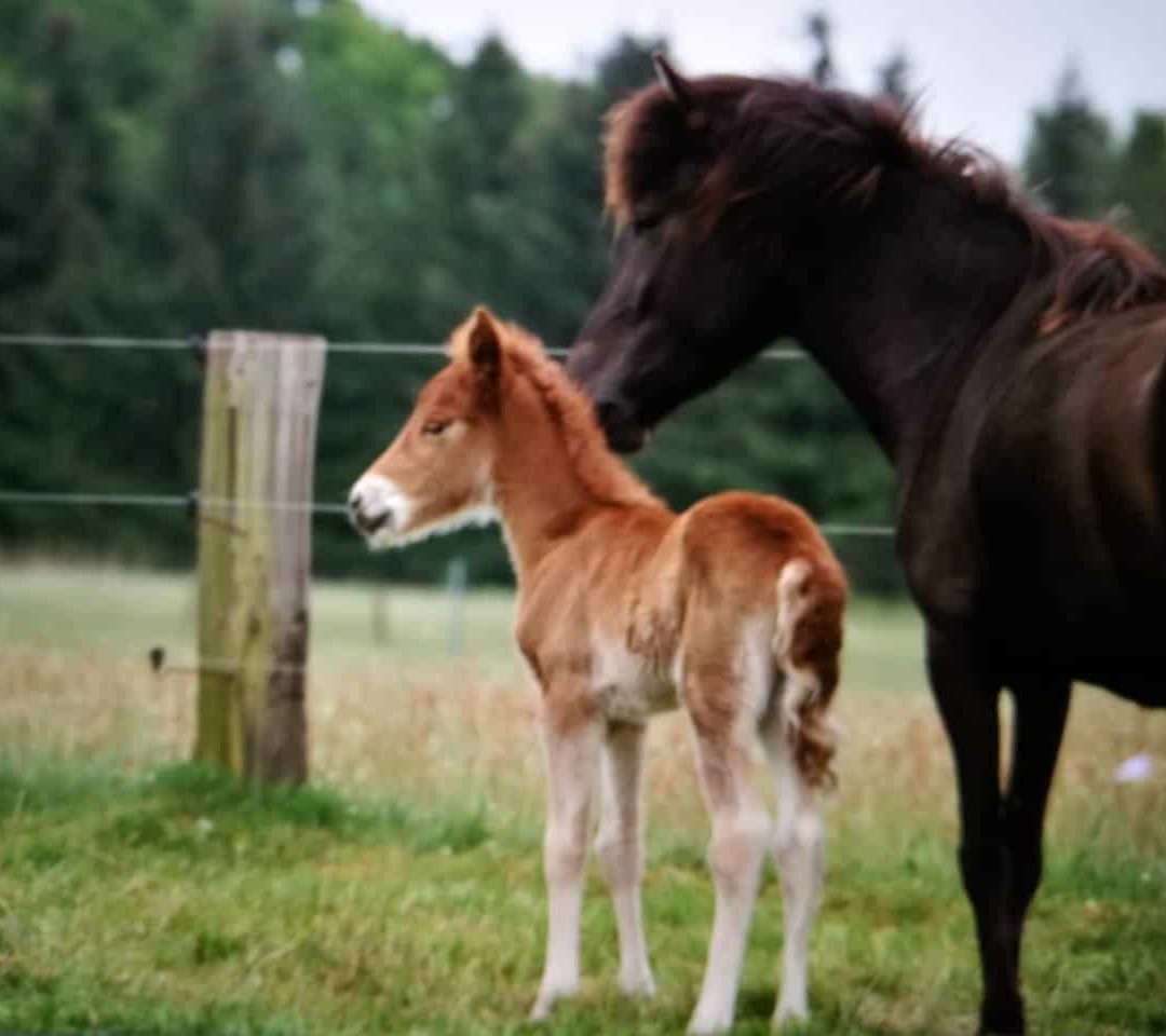 WELCOME LITTLE GIRL