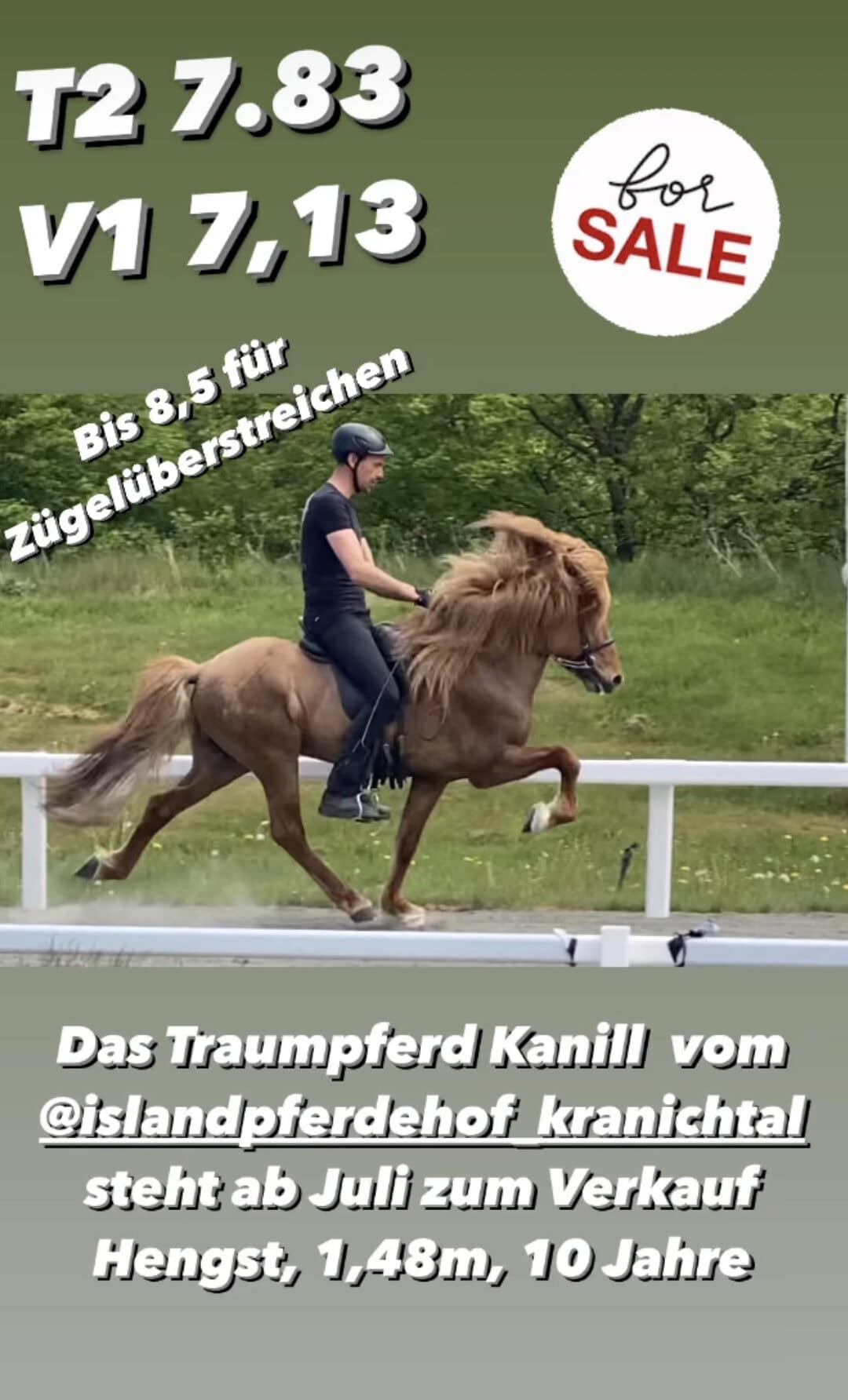 Traumpferd steht zum Verkauf