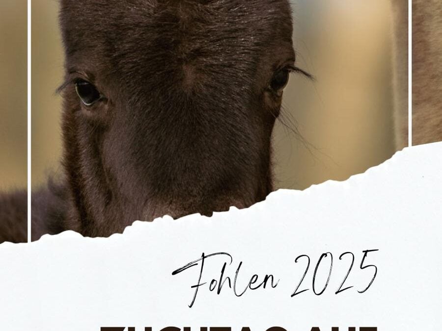 Fohlenmaterialprüfung Sonntag 7.09.2025