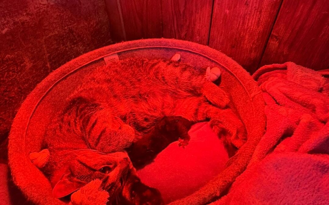 Bella bekommt Babys