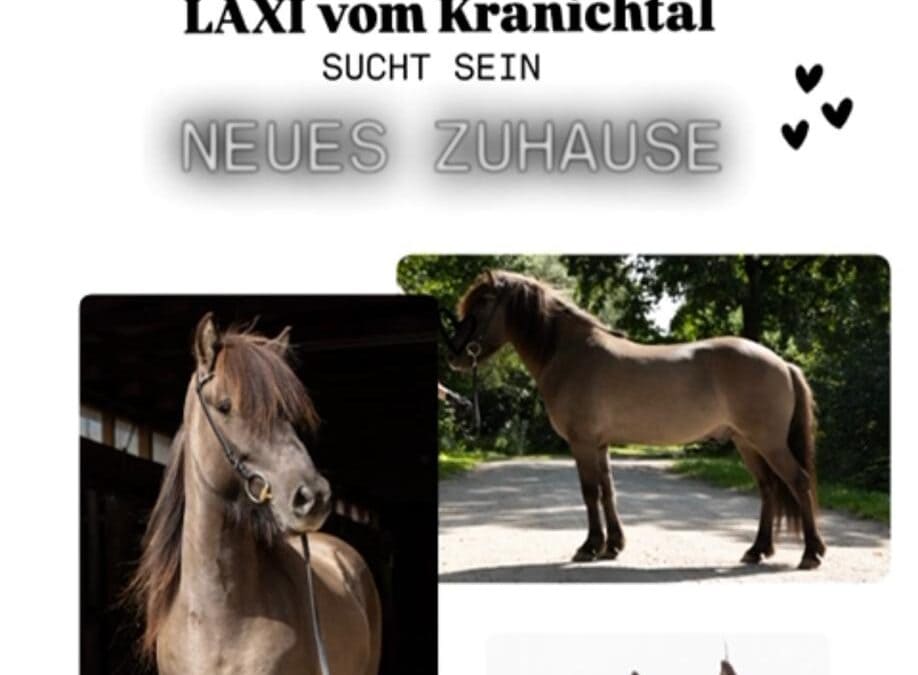 Laxi sucht DICH!