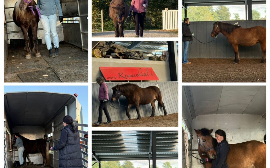 Pferdeführerschein IPZV Umgang – Erfolgreich auf Kranichtal bestanden!