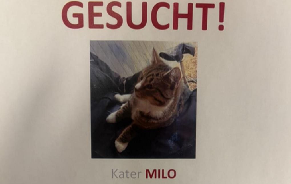 GESUCHT! – Unser Kater MILO wird vermisst
