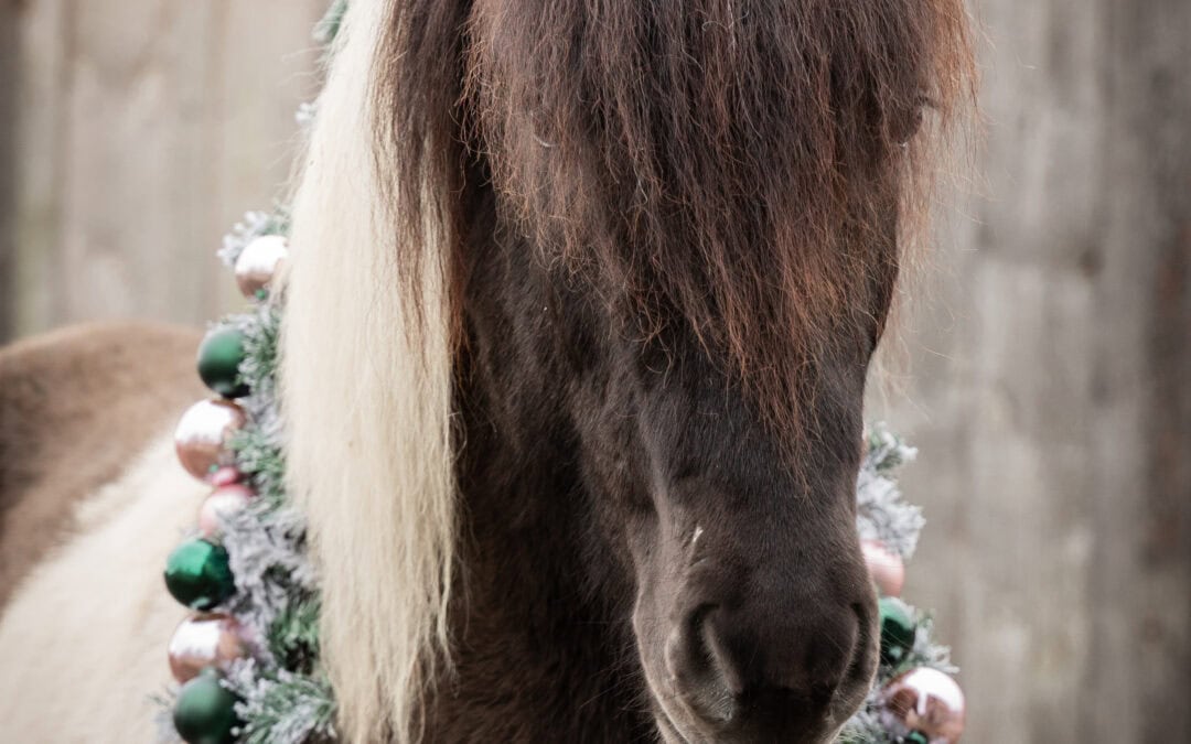 Wir wünschen euch einen schönen 4. Advent.