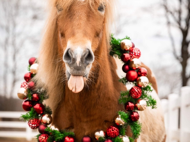 D15A8754