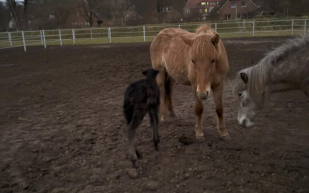 Welcome little girl!