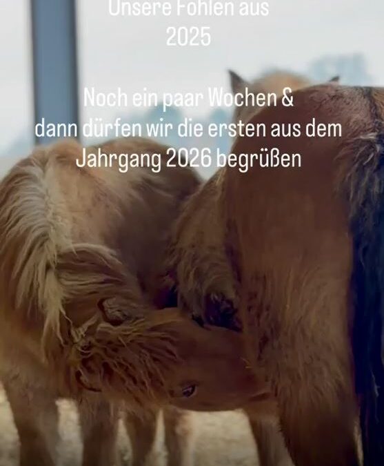 Vorfreude auf den Fohlenjahrgang 2026