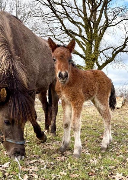 Erstes Fohlen der Saison – Welcome, little boy!
