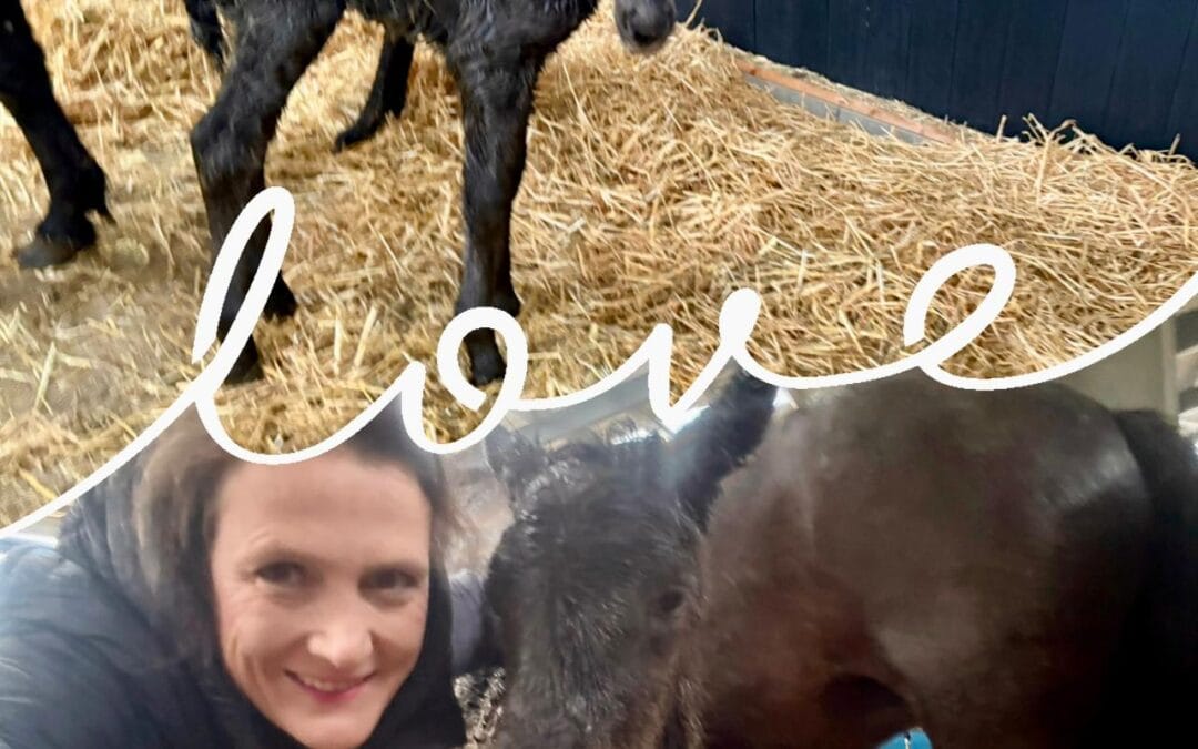 Welcome, little girl – Fohlen Nr. 5