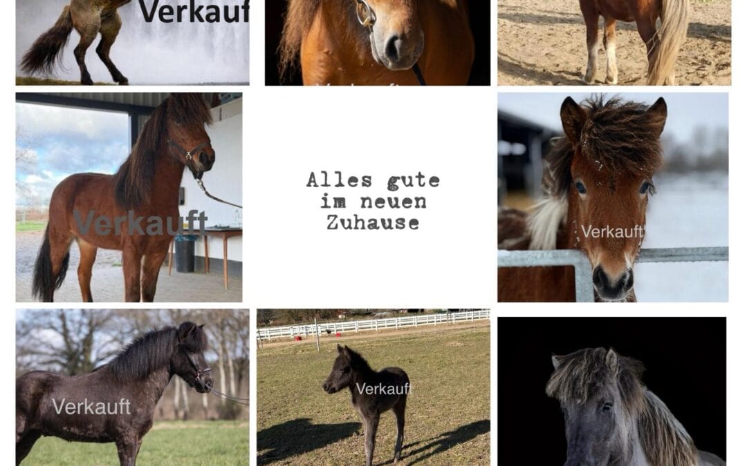 Neue Kapitel für unsere Kranichtal-Ponys