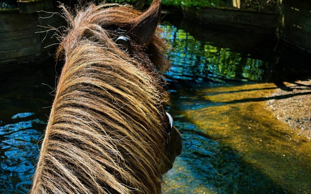 Ausreiten rund um Kranichtal – Natur, Training und Erholung im Hellbachtal
