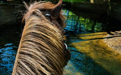 Ausreiten rund um Kranichtal – Natur, Training und Erholung im Hellbachtal