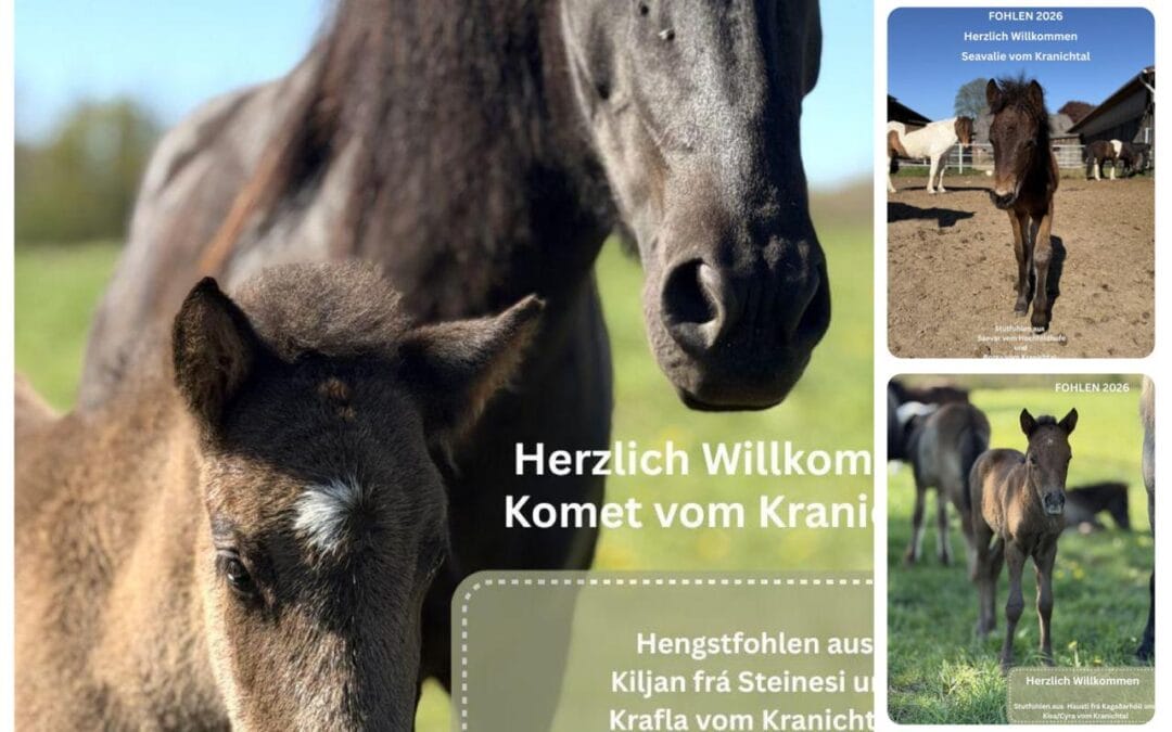 Fohlen 2026