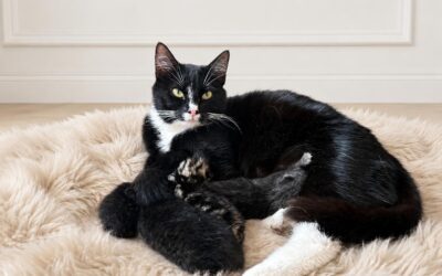 Hannahs kleine Katzenfamilie