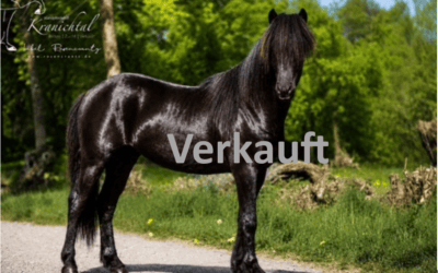 Schwarzes Pferd steht auf einem Weg im Grünen