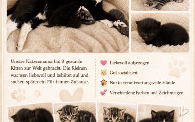 Unsere Fellnasen ziehen bald aus