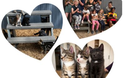 Aus kleinen Kitten werden große Entdecker