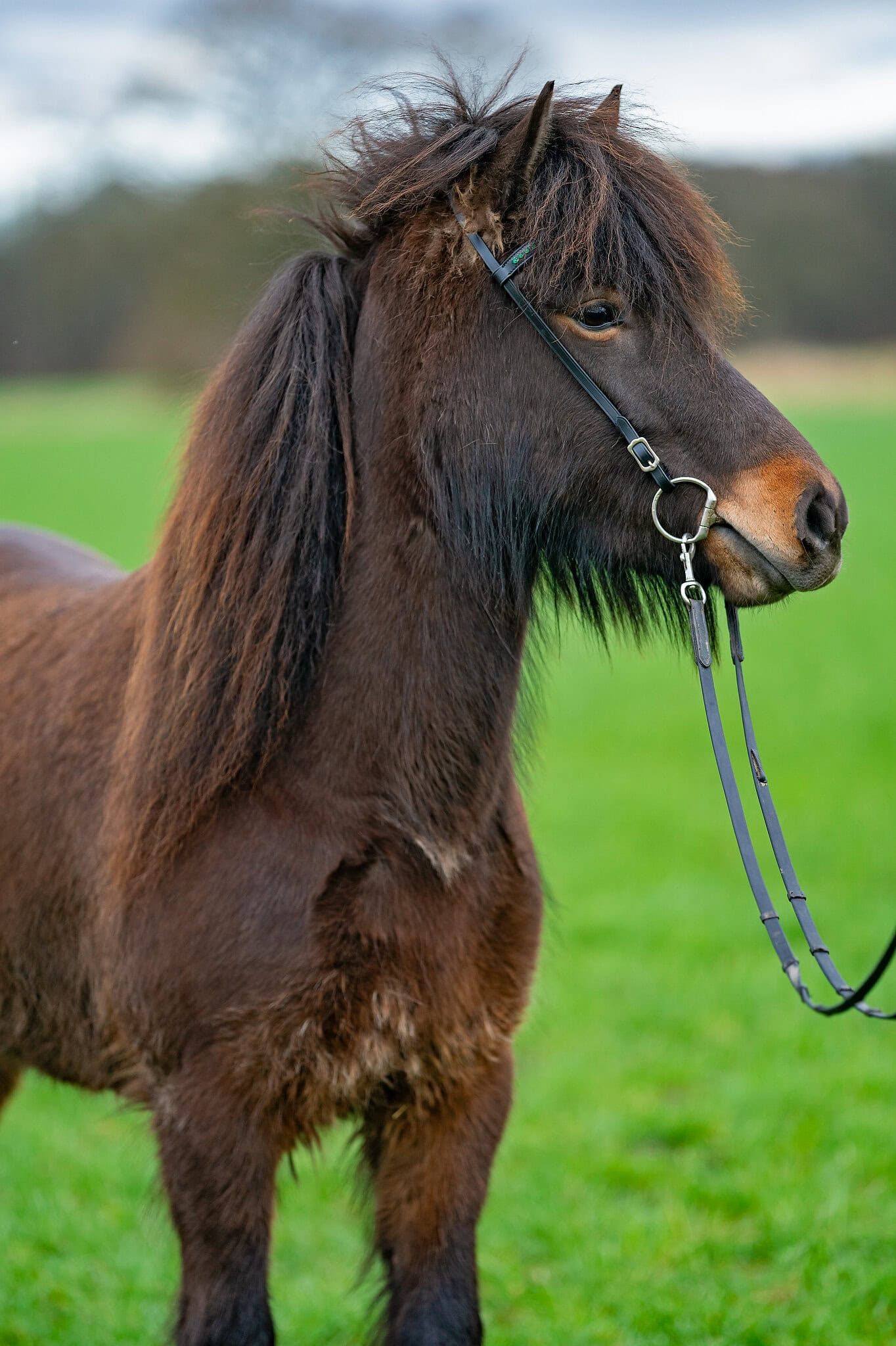 Borga_A9_04950_krijnde