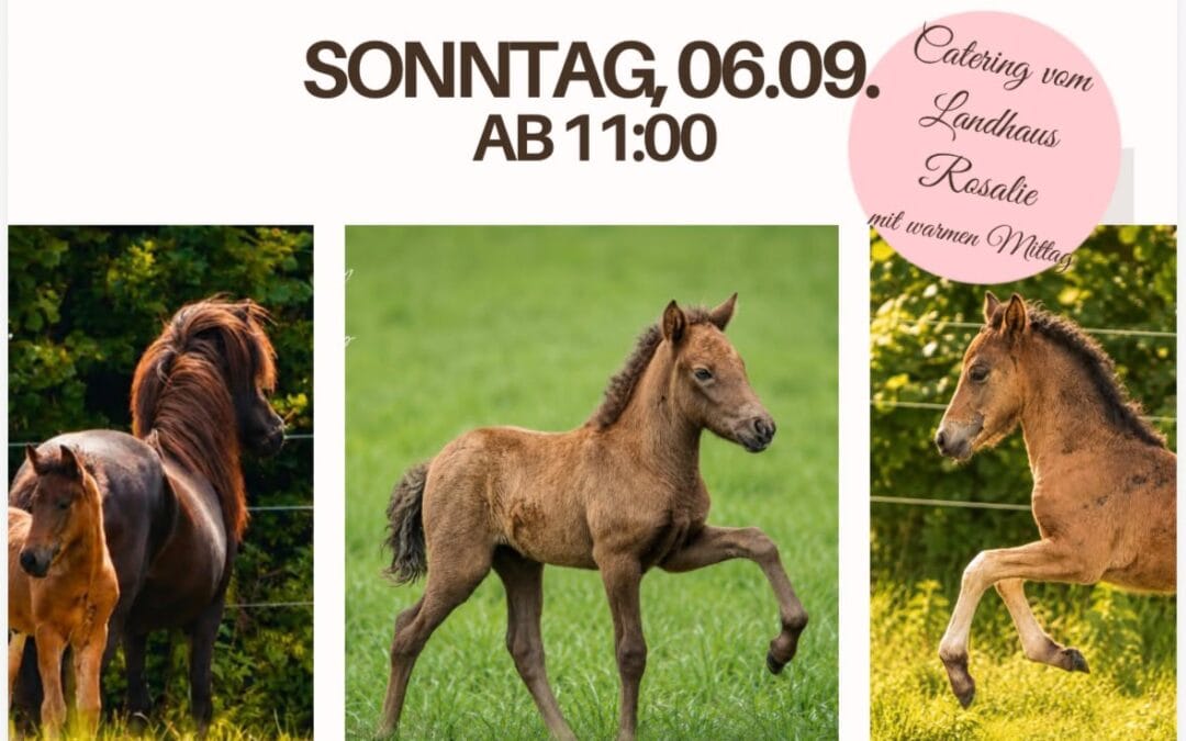 Unser Fohlenjahrgang 2026 stellt sich vor!