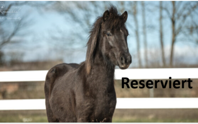 Schwarzes Pferd vor weißem Zaun mit Schriftzug „Reserviert“