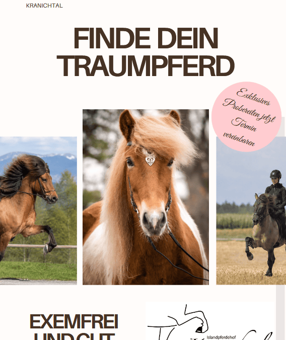 Dein Traumpferd wartet auf dich!