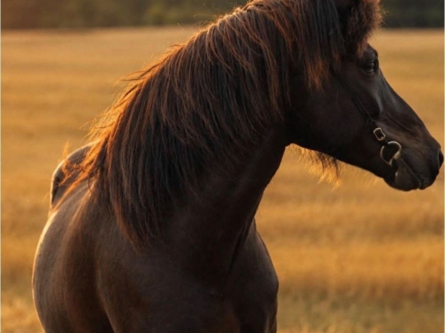 whatsapp image 2026 09 26 at 21.59.23 Schwarzes Pferd im goldenen Abendlicht mit Abschiedstext