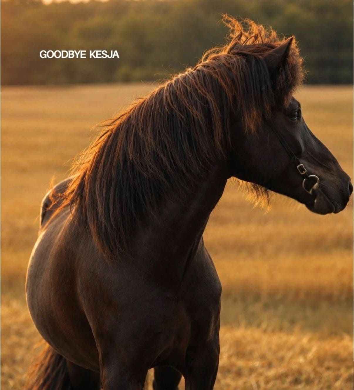 whatsapp image 2026 09 26 at 21.59.23 Schwarzes Pferd im goldenen Abendlicht mit Abschiedstext