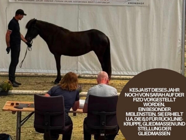 whatsapp image 2026 09 26 at 21.59.23(2) Schwarzes Pferd wird vor zwei Bewertern präsentiert