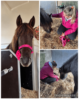Mädchen versorgt Pony im Stall mit pinkem Halfter