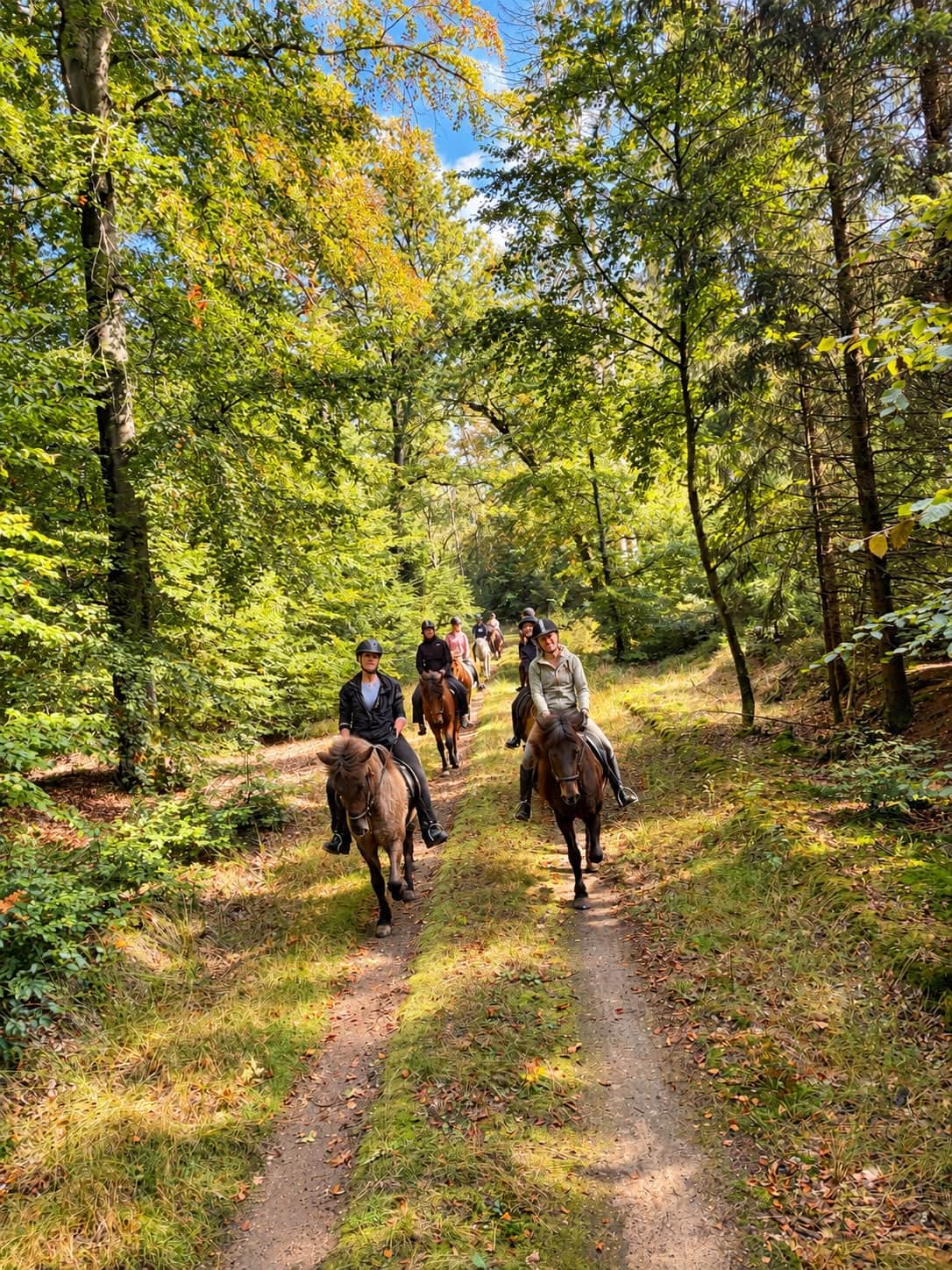 whatsapp image 2026 10 03 at 16.16.44 Reitergruppe auf Pferden unterwegs durch sonnigen Wald