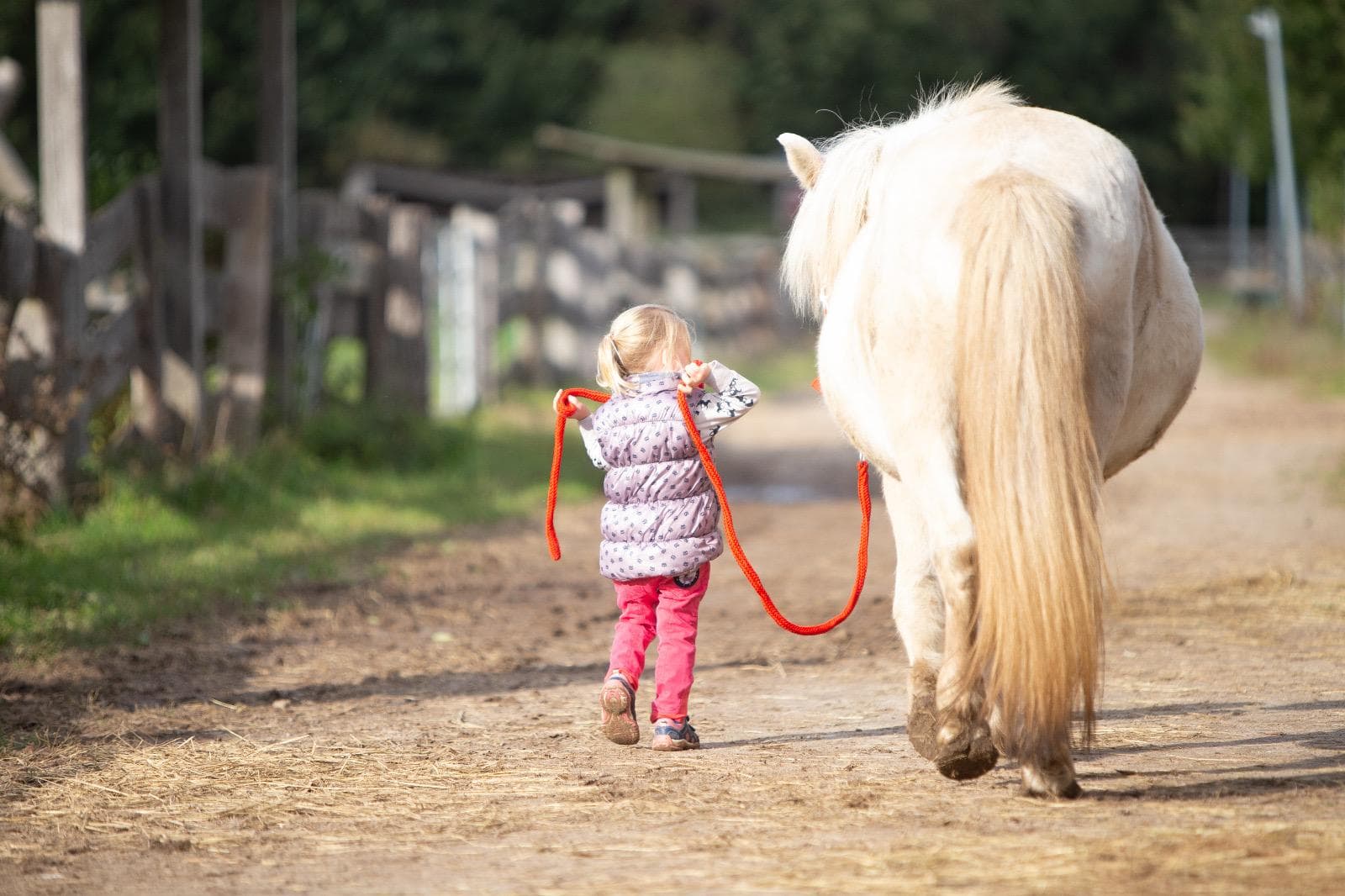 Kleinkind führt weißes Pony am roten Strick